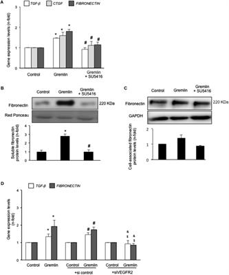 Gremlin Regulates Tubular Epithelial to Mesenchymal Transition via VEGFR2: Potential Role in Renal Fibrosis